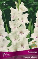 gladiolus_norma_dgin_kaper