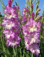 gladiolus-cera-corfinio