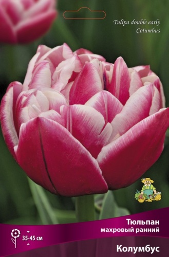 Тюльпан махровый ранний Колумбус 10шт