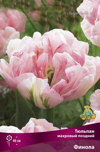 Тюльпан махровый поздний Финола 10шт