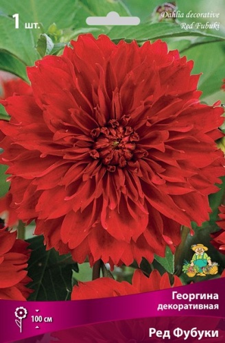 Георгина декоративная Ред Фубуки 1 шт