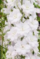delphinium_alisa