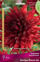 georgina_bahrom_kenora_makop_bi_kaper