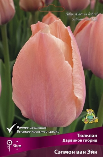 Тюльпан Дарвинов гибрид Сэлмон ван Эйк 10шт