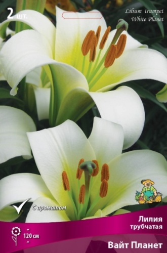 Лилия Трубчатая Вайт Планет  2 шт