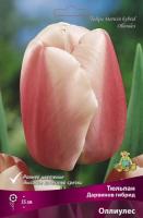 Тюльпан Дарвинов гибрид Оллиулес 10шт
