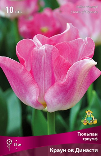 Тюльпан триумф Краун ов Династи 7 шт