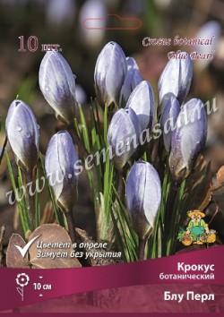 Крокус ботанический Блу Перл 10 шт