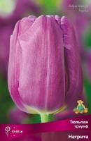 tulpan_triumf_negrita_kaper