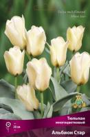 tulpan_mnogocvet_albion_star_kaper