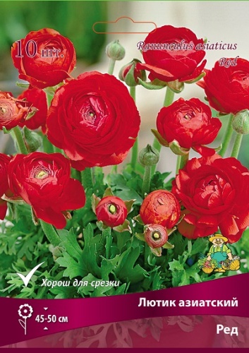 Ранункулюс (лютик Азиатский) Ред 10 шт