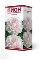 pion_moloch_solanzh_3D