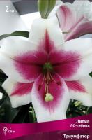 Лилия Триумфатор