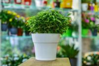 Цветочный горшок ТОСКАНА-белый