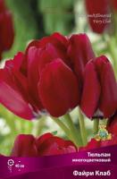 tulpan_mnogocvet_fairy_klab_kaper