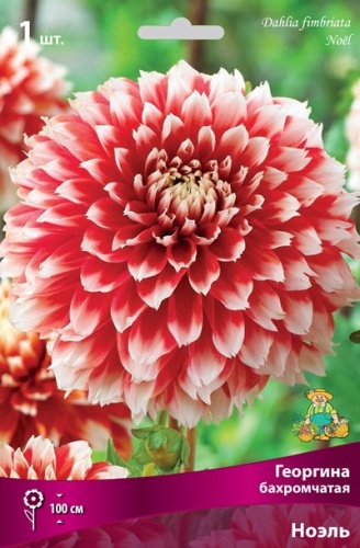 Георгина бахромчатая Ноэль 1 шт