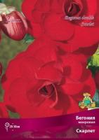 begonia_mahrov_scarlet_kaper