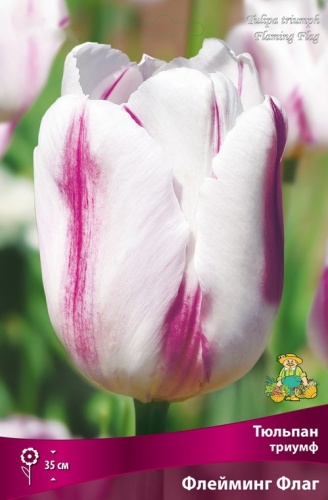 Тюльпан триумф Флейминг Флаг 10шт