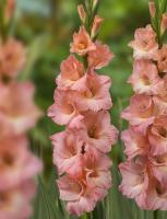 gladiolus_sisi