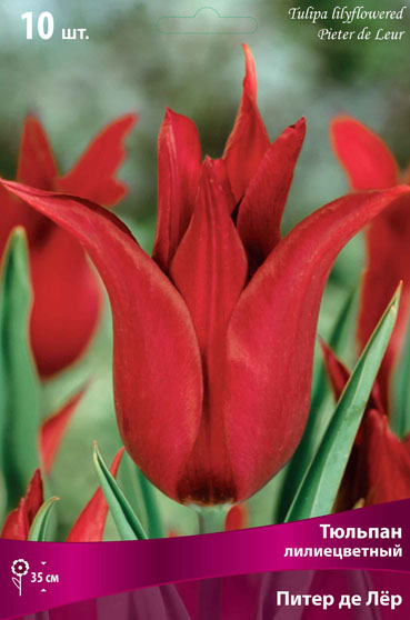 Тюльпан лилиецветный Питер де Лёр 10шт