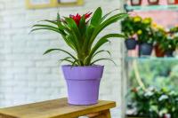 Цветочный горшок ТОСКАНА-лаванда