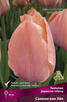 tulpan_darvin_selmon_van_eyk_kaper