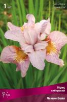 Ирис сибирский Лемон Вейл