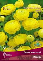 lutik_asia_yellow_kaper