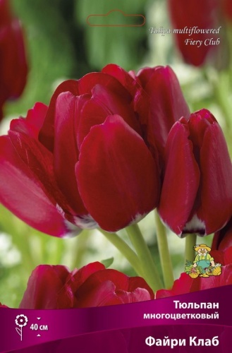 Тюльпан многоцветковый Файри Клаб 7шт