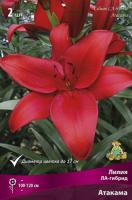 liliya_la_gibrid_atakama_kaper