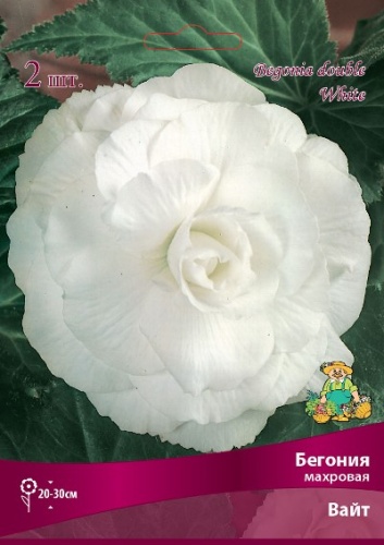 Бегония бахромчатая Вайт  2 шт 