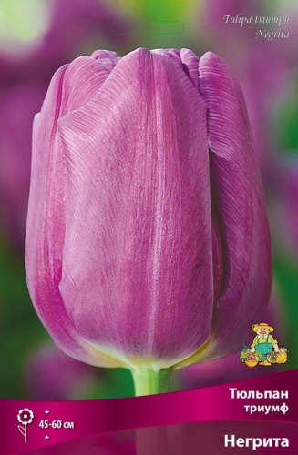Тюльпан триумф Негрита 10шт