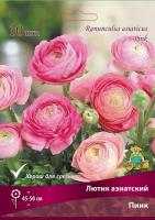 lutik_asia_pink_kaper