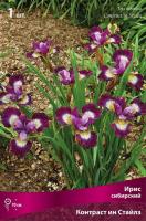 Ирис сибирский Контраст ин стайлз