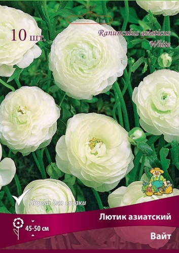 Ранункулюс (лютик Азиатский) Вайт 10 шт