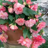 begonia_cascade_florence