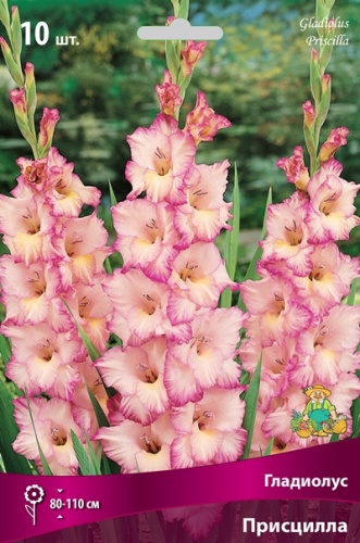 Гладиолус крупноцветковый Присцилла  10шт