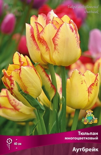 Тюльпан многоцветковый Аутбрейк 10шт
