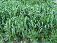 Сидерат Вико-овсяная смесь 1 кг