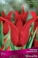 Тюльпан-лилиецветный-Питер-де-Лёр
